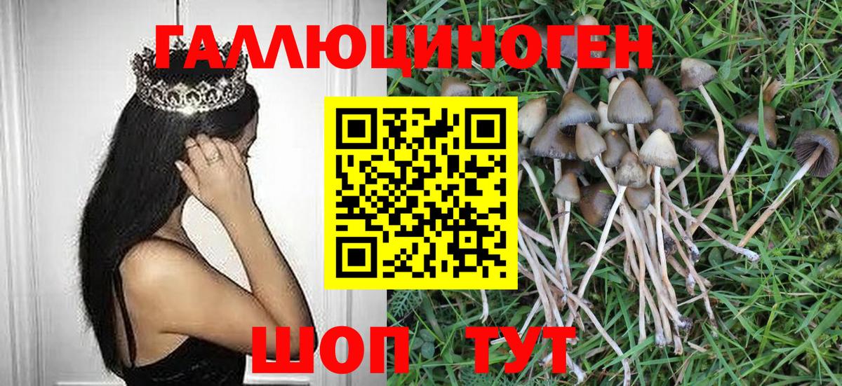 Клинцы  Галлюциногенные грибы прущие грибы  Вход с VPN 